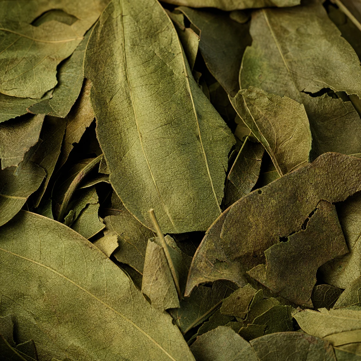 Soursop leaves